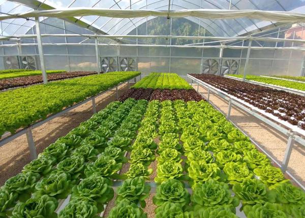UV Enhanced Nutrient Film Technique For Leafy Greens Prevent Plant Diseases