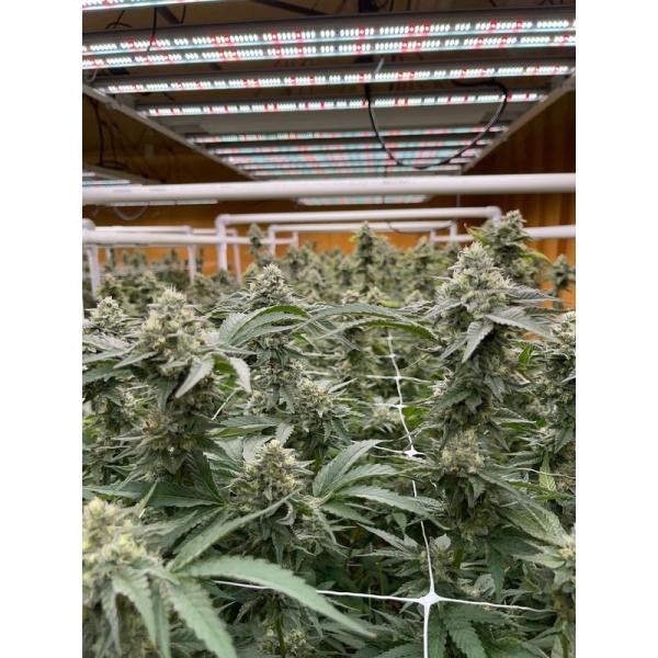 UV IR Spectrum 1200w horticulture led grow lights 2.9 PPE for indoor grow