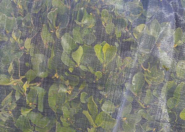 Warp Knitted Insect Screen Mesh 100 / 200 Meters Length For Agriculture