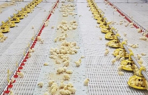 оборудование сельского хозяйства птицы 400kg/H для продуктов бройлеров