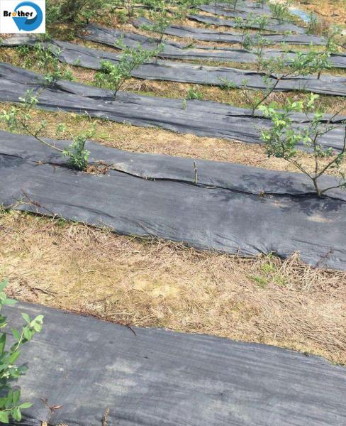 Wholesale Amazon Weed Barrier Weed Control Ground Cover Membrane Landscape Fabric