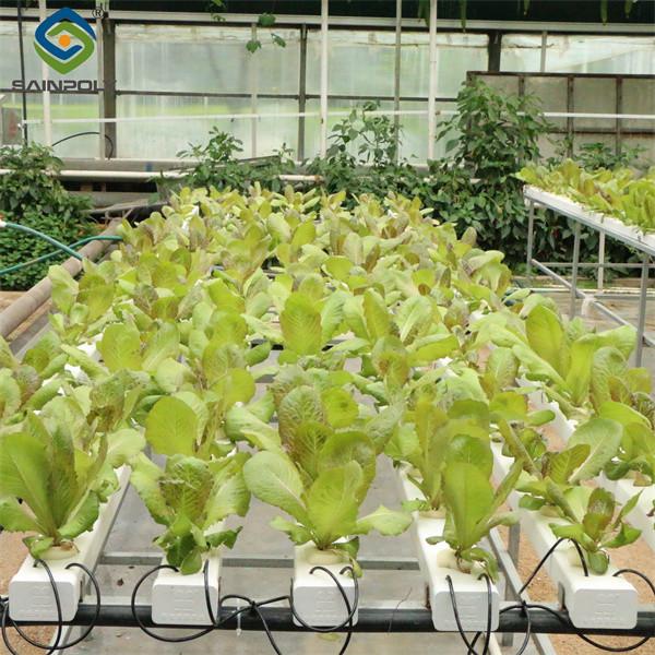 Galvanized Frame Multi Span Greenhouse With Hydroponic Growing Systems