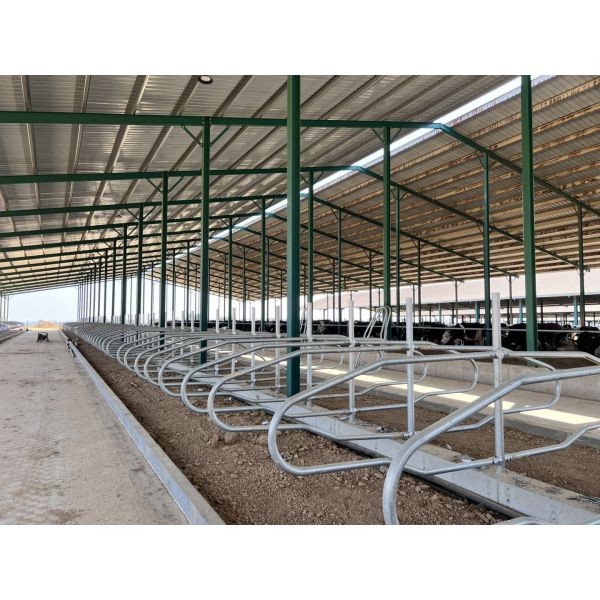 Cow Free Stall
