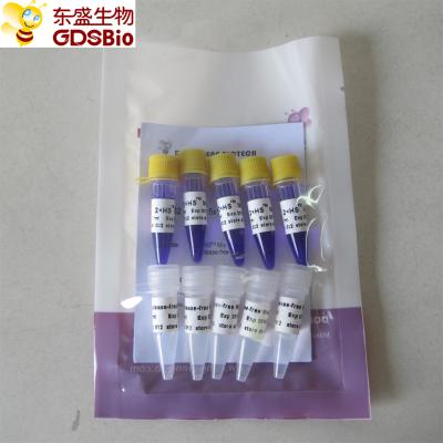 Mistura mestra #P2082 5ml do PCR da mistura do HS