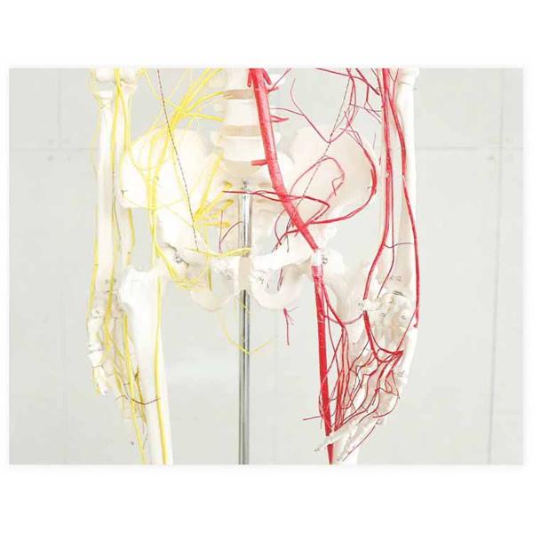 All human skeleton model with neurovascular Life Size Skeleton with Spinal Nerves Muscle Insertion Human Skeleton Model