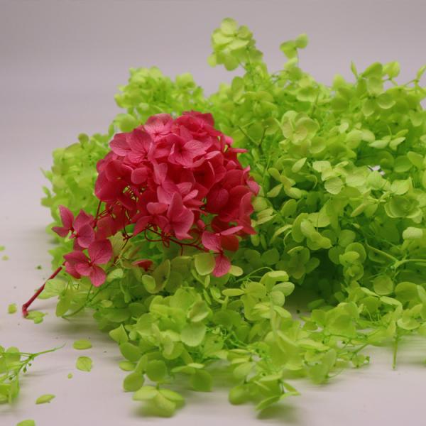 Hastes preservadas verdes vermelhas da hortênsia para a decoração do casamento