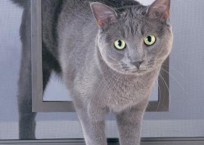 Polyester 30m Pet Proof Window Screen Door Plain / Twill Weave