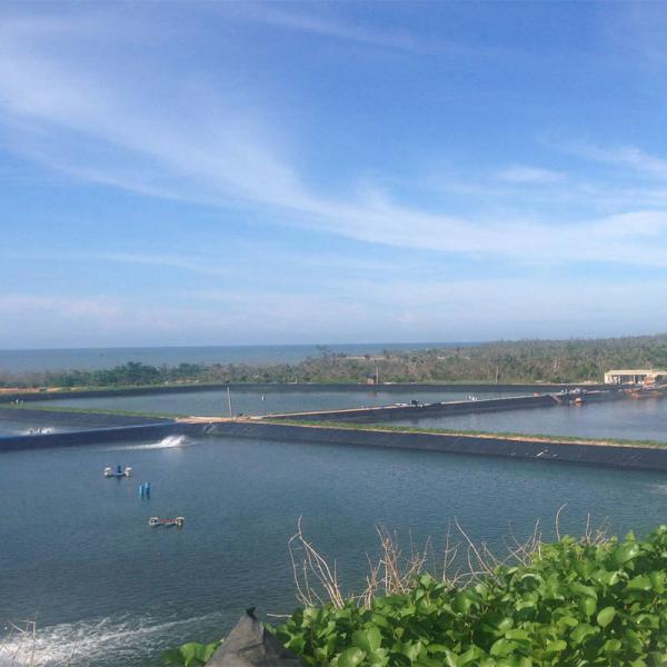 Waterproofing Fish Farm Pond with 100% Virgin HDPE Geomembrane in Industrial Design