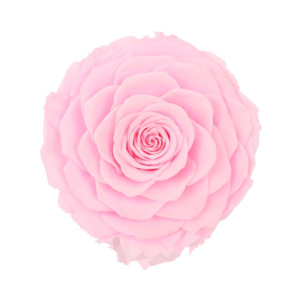 Decorative Preserved Rose Heads Maintain Natural Beauty & Colour For A Long Time