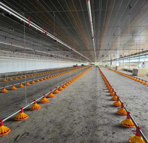 High Efficiency Easy Setup Poultry Farming Equipment with Hot Dip Galvanized Steel Automatic Poultry Cage System