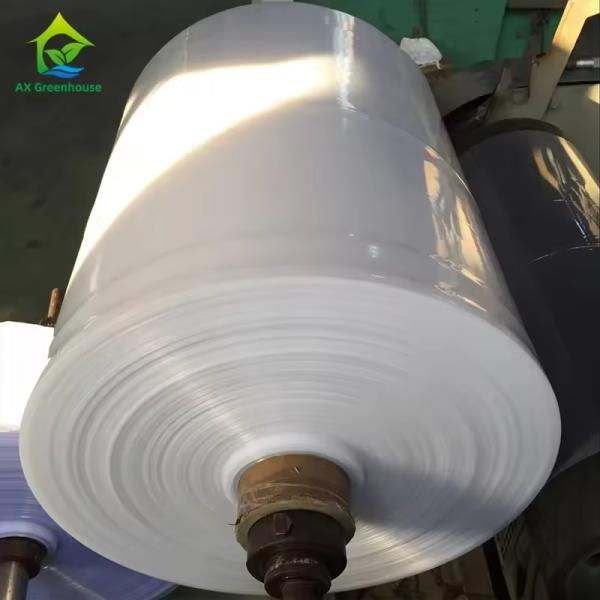 Greenhouse Cover Transparent Plastic PE Film