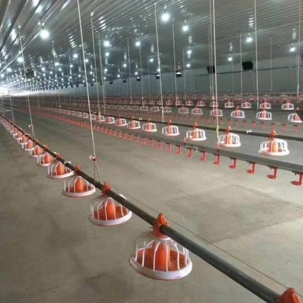 Automatic Animal Feeders Poultry Farm Feeding Line Chicken Feeding and Drinking System