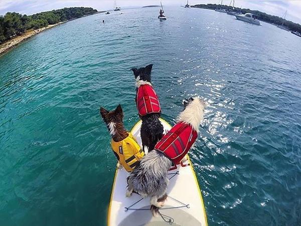 Cão canino Lifecoat da roupa do revestimento da natação da segurança da flutuação & da água