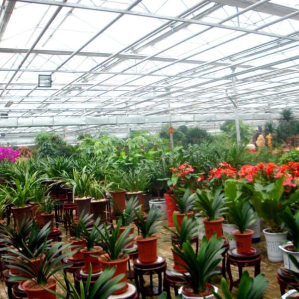 High - Quality Venlo Glass Greenhouse for Sunflower Growing