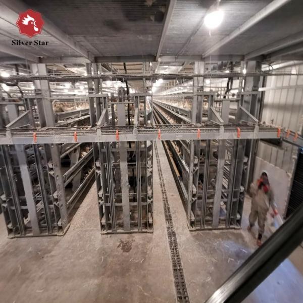 Poules pondeuses automatiques de ferme de couche d'oeufs de cages de poulet de batterie de volaille de type H 2mm