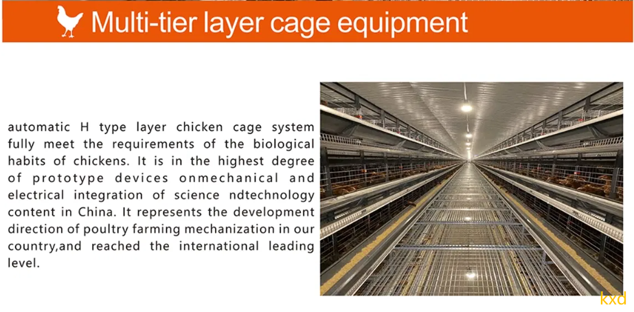 Hot-dip galvanized H-type layer cage with high egg laying rate and good ventilation for large scale poultry breeding
