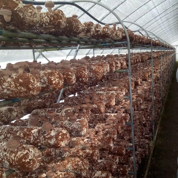 Film Cover Galvanized Skeleton Agricultural Equipment for Mushroom Growing Production
