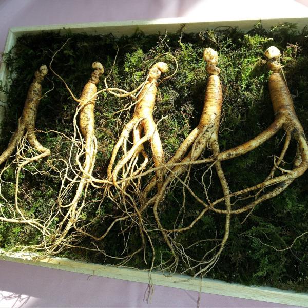 Выдержка женьшени бурого дымного пороха чистая от корня женьшени природы