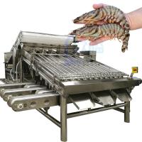 Peixes eficientes que processam e máquina da seleção do tamanho e da especificação dos peixes da máquina de classificação