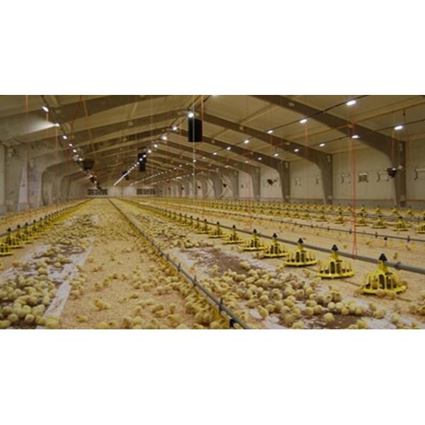Automatic Pan Feeding System Poultry Farm Equipment