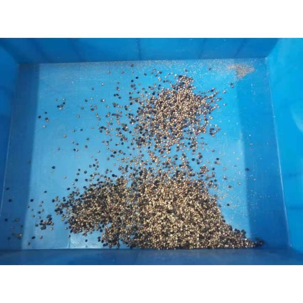 RGB Buckwheat Color Sorting Machine Intelligent Identification