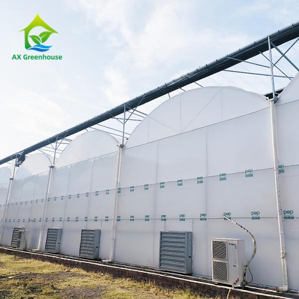 Оцинкованная стальная рама PE Пластиковая пленка теплица для сельского хозяйства Недорогой туннель