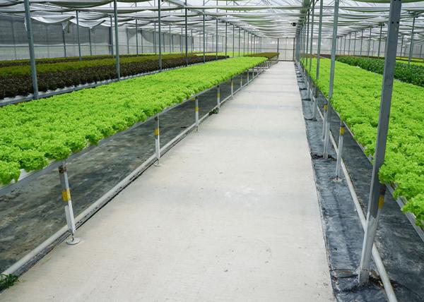 Heavy Duty Windproof Commercial Hot Houses Reinforced Plastic Greenhouse