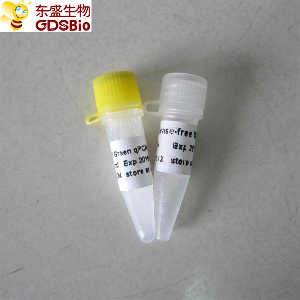 SYBR Green qPCR Mix for Roche Biorad DNA real time PCR 5ml