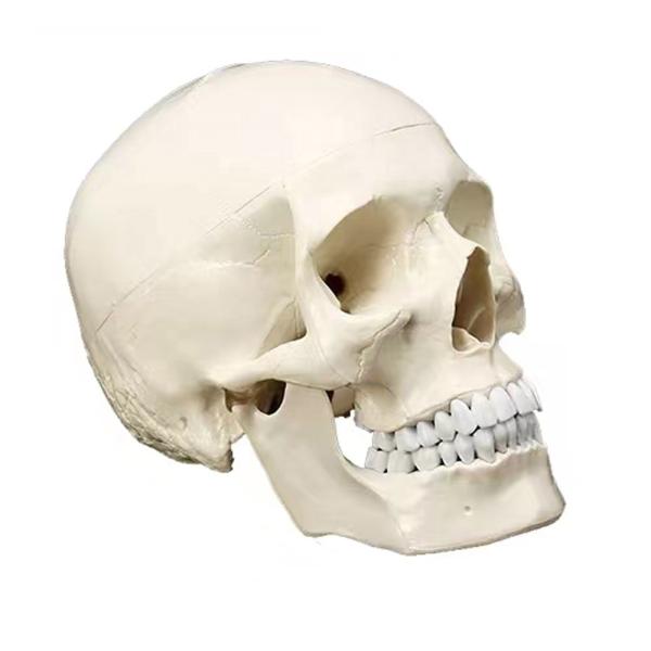 Anatomical Demonstration Model of Human Adult Skull for Medical Science Research
