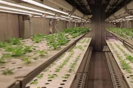 Оранжерея для лиственных овощей в Цзюцзяне Департамент jx-cg-0003 Оранжерея для судоходных контейнеров