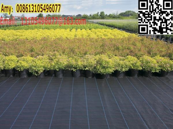 100% strong price low pp woven polypropylene fabric in roll/heavy duty weed control fabric