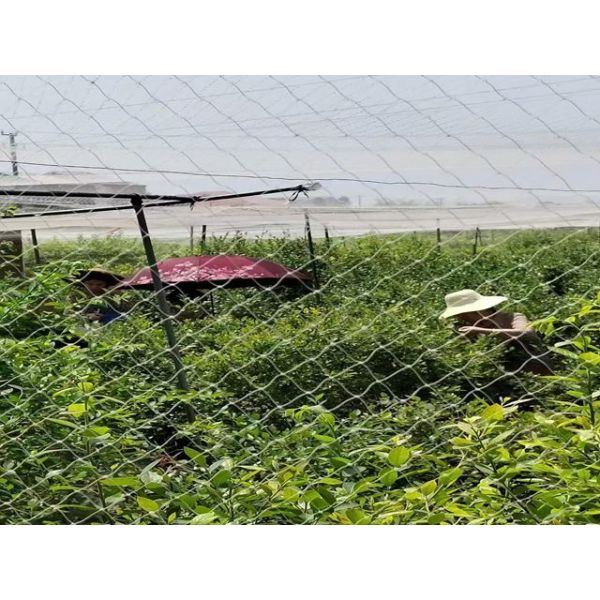 High Tensile Strength Chinlon Anti Bird Net White For Grapes