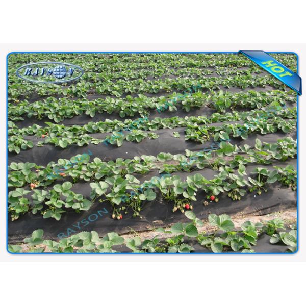 Environmental Friendly Agriculture Non Woven Cover Full Color Range