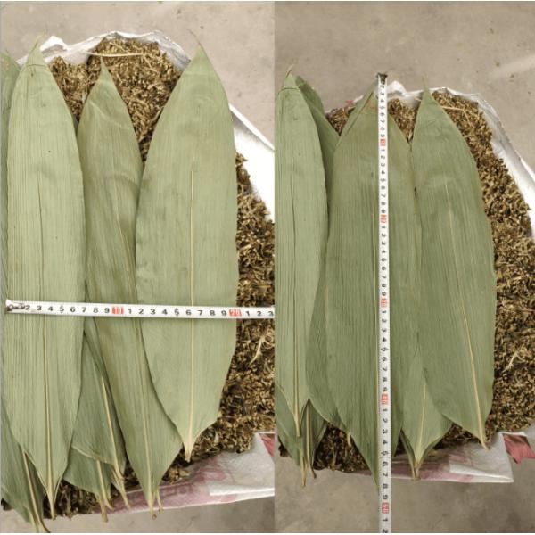 100% Natural 32cm Fresh Bamboo Leaves For Food Package