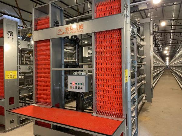 Industry Automatic Chicken Cage / Layer Hen Cages Customized Size