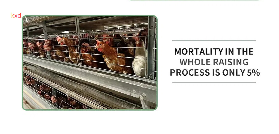 Corrosion Resistant Hot-dip Galvanized Layer Chicken Cage with High Egg Laying Rate for Poultry Farming
