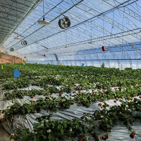 Agricultura com luz solar Aquicultura em estufa Sistema de cultivo hidropónico JX-A00201