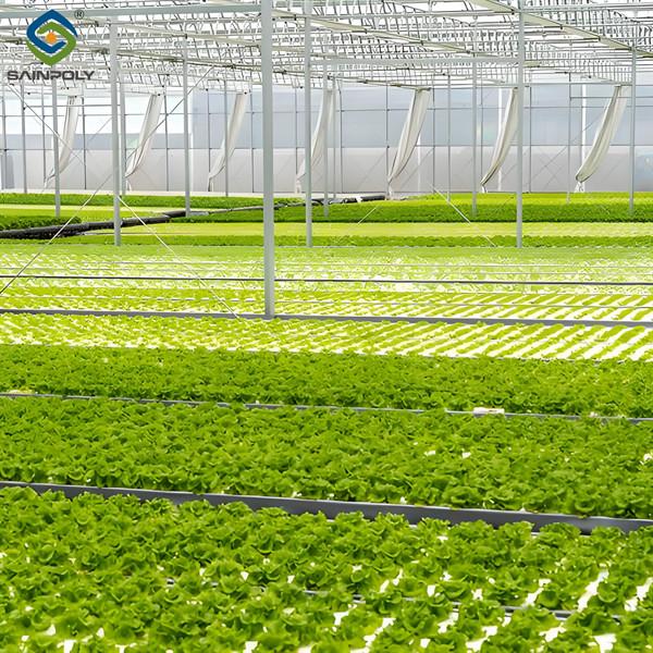 SAINPOLY Agriculture Greenhouse Hydroponics Greenhouse Steel Frame Weather Proof