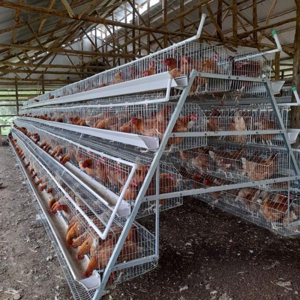 Q235 Standard Steel Layer Chicken Cage Hot Dipped Galvanized