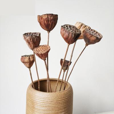 Ornamental 50cm Seedpod Lotus Root Dried Flower Decor