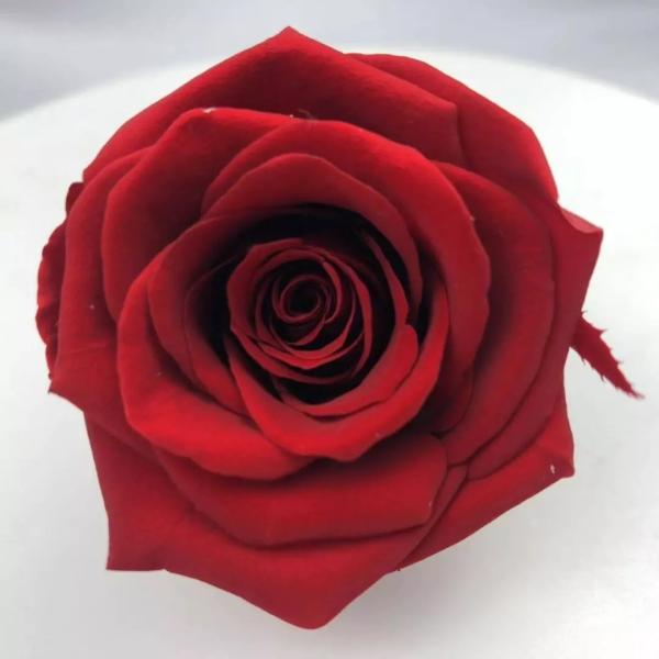 Wholesale preserved rose flower boxes from ecuador farm New year gift