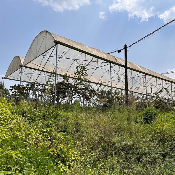 Economical Multispan Rain Shelter Greenhouse with Hot Galvanized Steel Frame for Plants Cultivation