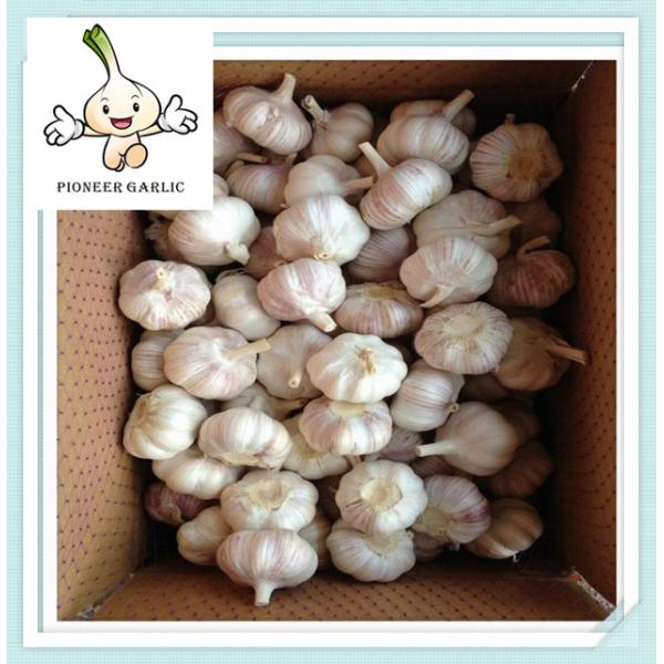 5cm fresh garlic & normal white garlic & Lowest price China Garlic Supplier