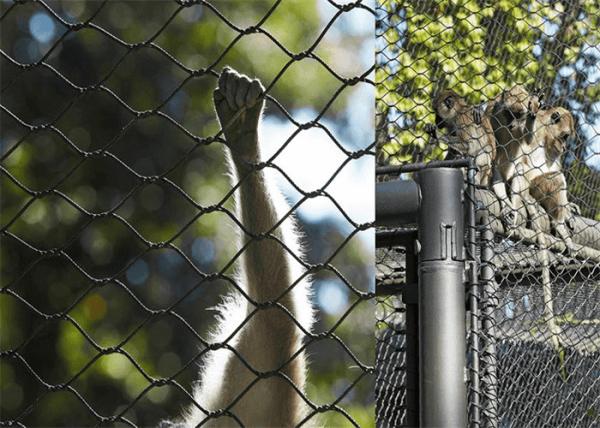 7X7 Zoo Enclosure Mesh 4.0mm Knotted Type Black Knotted Stainless Steel Rope Mesh