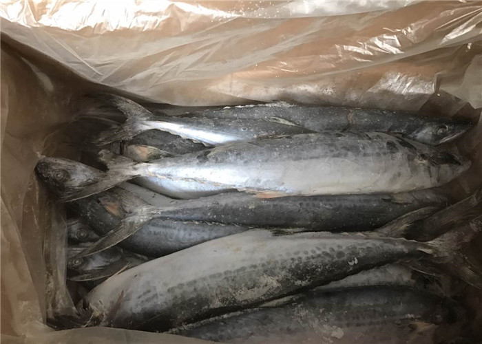 Scomber Japonicus 500g 700g BQF замерзая испанская скумбрия
