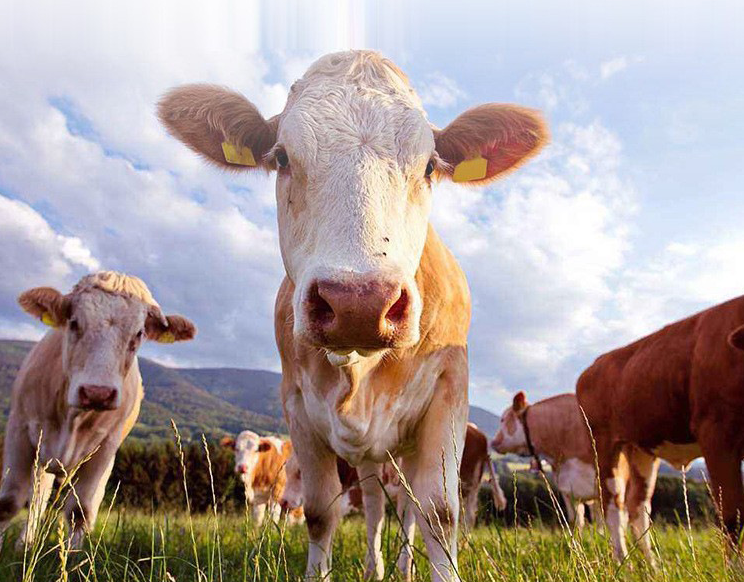 Customized UHF RFID Ear Tags for Livestock Tracking with 860-960MHz Frequency ISO 11784/11785 Compliance and IP68 Waterproof Rating