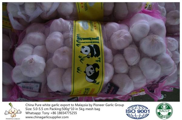 China pure white garlic export to Malaysia with 5.0-5.5 cm in 5kg mesh bag