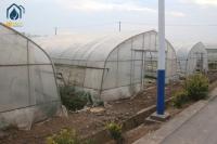 Tomato Tunnel Greenhouse And Tunnel Vegetable Hot House For Extended Harvests
