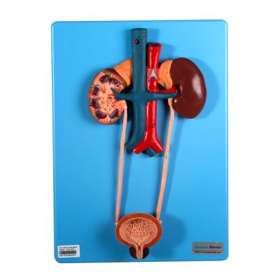 Urinary Mode Include Kidney And Bladder For Schools Learning