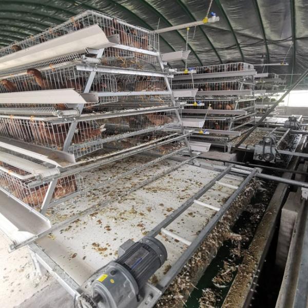 90 pássaros um a camada do quadro prendem o equipamento das galinhas poedeiras das aves domésticas da galinha